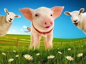 Babe, The Sheep Pig